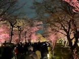 『NAKED FLOWERS 2023 桜 世界遺産・二条城』に投稿された画像（2023/3/25）