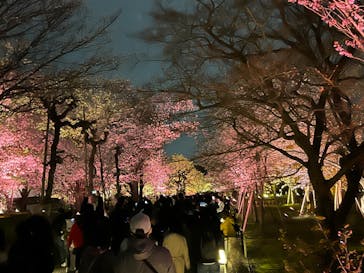 『NAKED FLOWERS 2023 桜 世界遺産・二条城』に投稿された画像（2023/3/25）