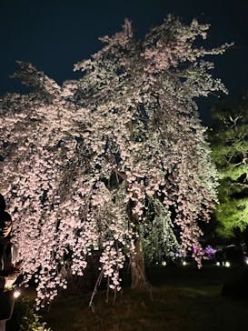 『NAKED FLOWERS 2023 桜 世界遺産・二条城』に投稿された画像（2023/3/25）