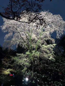 六義園に投稿された画像（2023/3/25）