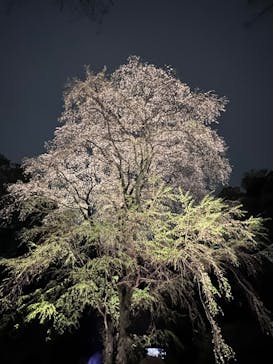 六義園に投稿された画像（2023/3/25）