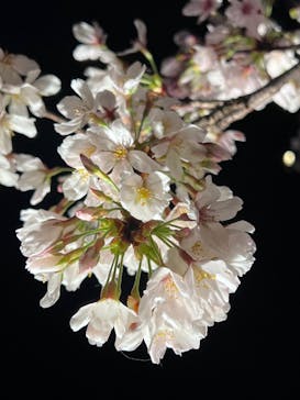 六義園に投稿された画像（2023/3/25）