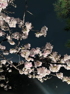 六義園に投稿された画像（2023/3/25）