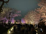 『NAKED FLOWERS 2023 桜 世界遺産・二条城』に投稿された画像（2023/3/25）