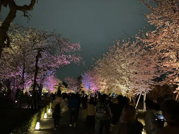 『NAKED FLOWERS 2023 桜 世界遺産・二条城』に投稿された画像（2023/3/25）