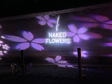 『NAKED FLOWERS 2023 桜 世界遺産・二条城』に投稿された画像（2023/3/25）