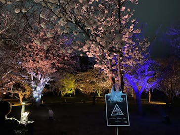 『NAKED FLOWERS 2023 桜 世界遺産・二条城』に投稿された画像（2023/3/25）