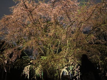 六義園に投稿された画像（2023/3/25）