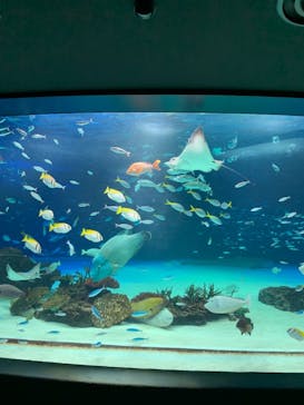 サンシャイン水族館に投稿された画像（2023/3/25）
