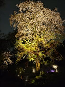 六義園に投稿された画像（2023/3/25）