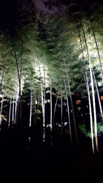 六義園に投稿された画像（2023/3/25）