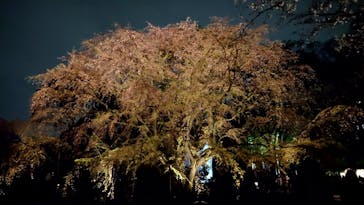 六義園に投稿された画像（2023/3/25）