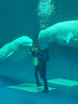 島根県立 しまね海洋館に投稿された画像（2023/3/25）