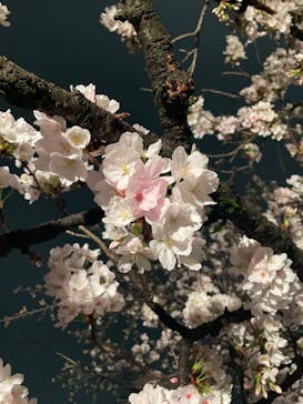 六義園に投稿された画像（2023/3/25）