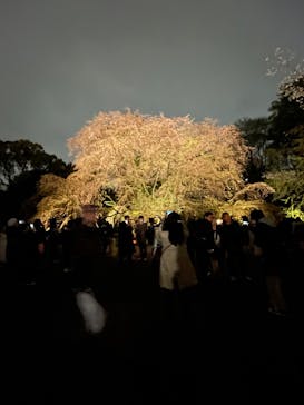 六義園に投稿された画像（2023/3/25）