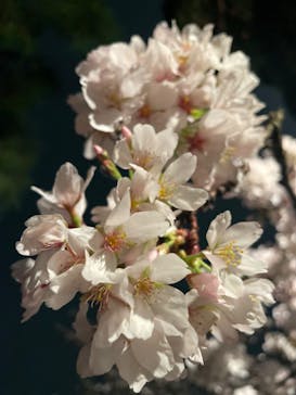 六義園に投稿された画像（2023/3/25）