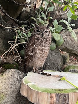 伊豆シャボテン動物公園に投稿された画像（2023/3/25）