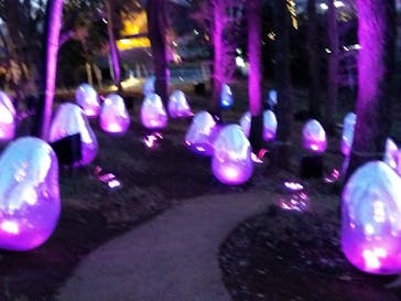 チームラボどんぐりの森の呼応する生命に投稿された画像（2023/3/25）