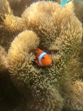 宮古島 ADVENTURE PiPi（ミヤコジマ アドベンチャー ピピ）に投稿された画像（2023/3/25）