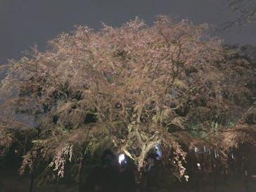 六義園に投稿された画像（2023/3/26）