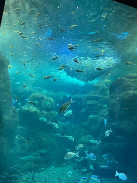 新江ノ島水族館に投稿された画像（2023/3/26）