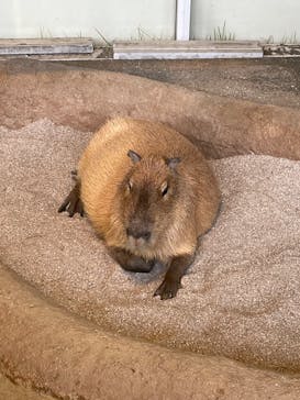 新江ノ島水族館に投稿された画像（2023/3/26）