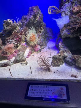 新江ノ島水族館に投稿された画像（2023/3/26）