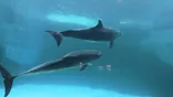 名古屋港水族館に投稿された画像（2023/3/26）