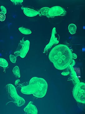 名古屋港水族館に投稿された画像（2023/3/26）