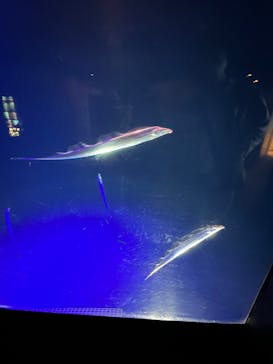 大分マリーンパレス水族館 「うみたまご」に投稿された画像（2023/3/26）