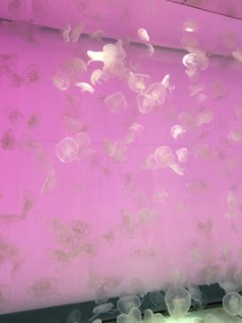 アクアワールド茨城県大洗水族館に投稿された画像（2023/3/26）