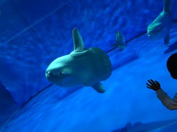 アクアワールド茨城県大洗水族館に投稿された画像（2023/3/26）
