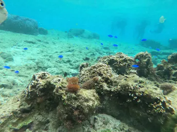 武藤潜水に投稿された画像（2023/3/26）