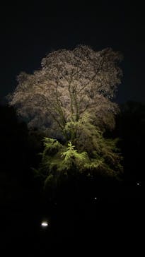 六義園に投稿された画像（2023/3/26）