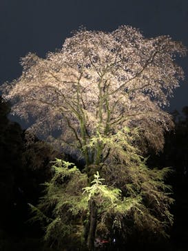 六義園に投稿された画像（2023/3/26）