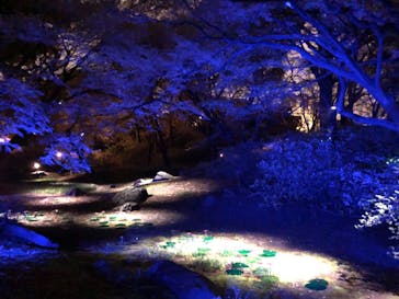 六義園に投稿された画像（2023/3/26）