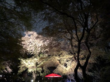 六義園に投稿された画像（2023/3/26）