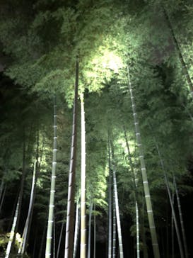 六義園に投稿された画像（2023/3/26）