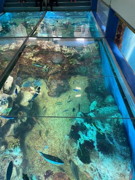 越前松島水族館に投稿された画像（2023/3/26）