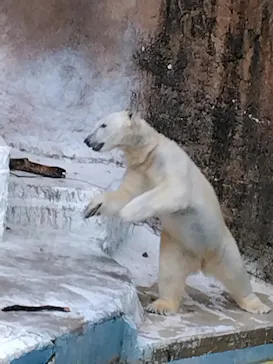 天王寺動物園に投稿された画像（2023/3/26）
