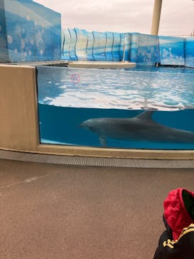 新江ノ島水族館に投稿された画像（2023/3/26）