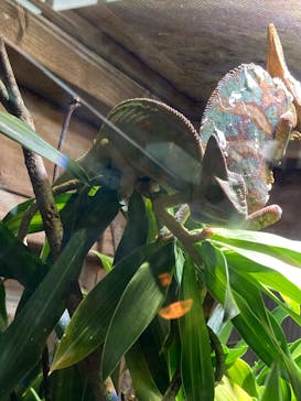 体感型動物園iZooに投稿された画像（2023/3/26）