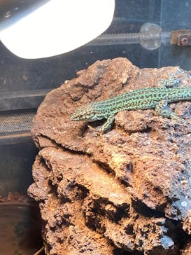 体感型動物園iZooに投稿された画像（2023/3/26）