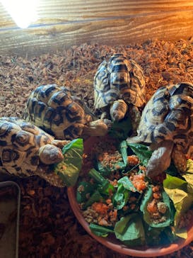 体感型動物園iZooに投稿された画像（2023/3/26）