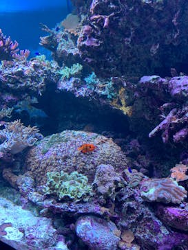 サンシャイン水族館に投稿された画像（2023/3/26）