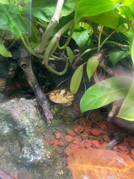 世界淡水魚園水族館　アクア・トトぎふに投稿された画像（2023/3/26）