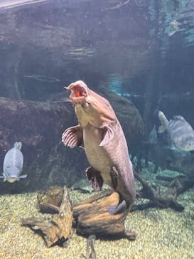 世界淡水魚園水族館　アクア・トトぎふに投稿された画像（2023/3/26）