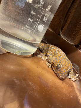 世界淡水魚園水族館　アクア・トトぎふに投稿された画像（2023/3/26）