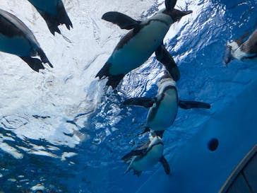 サンシャイン水族館に投稿された画像（2023/3/26）