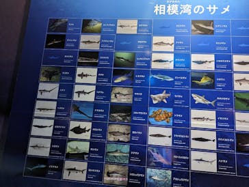 新江ノ島水族館に投稿された画像（2023/3/26）